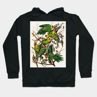 Bird of America  Bird, bird lover, america, beautiful  Public domain painting by John James Audubon Hoodie